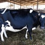 Best Live Dairy Cows and Pregnant Holstein Heifers Cow for Sale and bear goats sheep goats