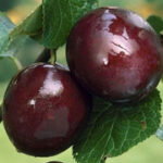 Extra Quality Santa Rosa Plums