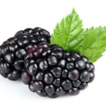 Fresh Blackberry