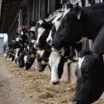 Holstein Heifer Cows