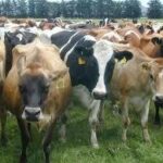 Holstein heifers,Boer Goats, Cows, Camels, Sheep for sale